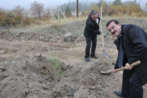 MAVİ SELVİ FİDANLARI TOPRAKLA BULUŞTU