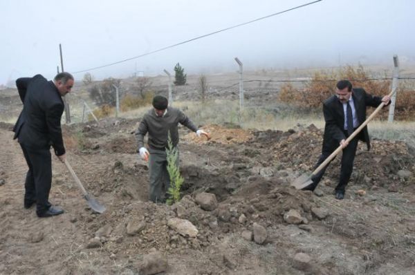 MAVİ SELVİ FİDANLARI TOPRAKLA BULUŞTU