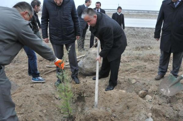 MAVİ SELVİ FİDANLARI TOPRAKLA BULUŞTU