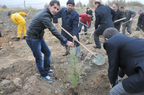 MAVİ SELVİ FİDANLARI TOPRAKLA BULUŞTU