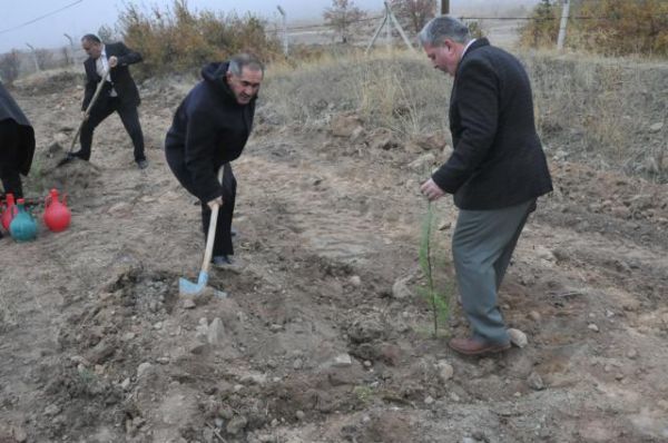 MAVİ SELVİ FİDANLARI TOPRAKLA BULUŞTU