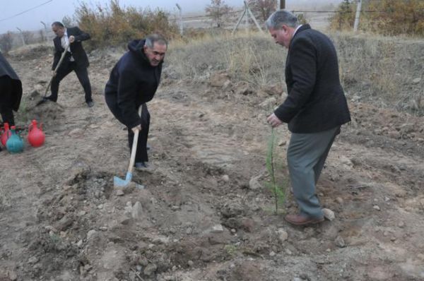 MAVİ SELVİ FİDANLARI TOPRAKLA BULUŞTU