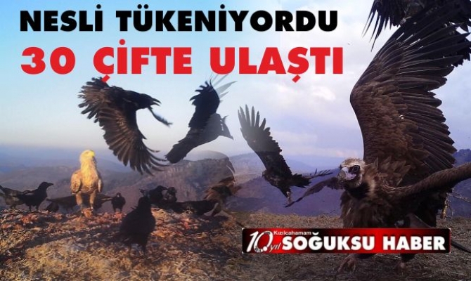 NESLİ TÜKENİYORDU 30 CİFTE ULAŞTI