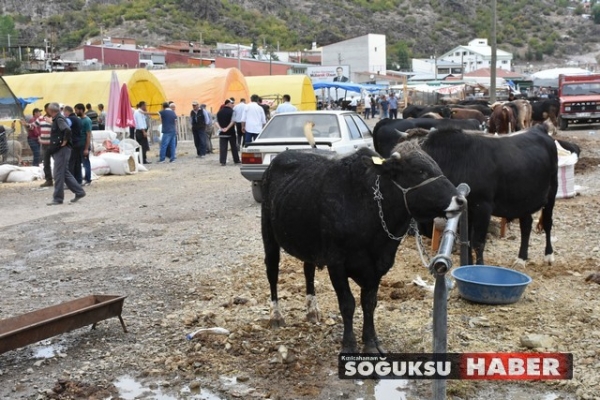 KURBANLIKLAR PAZARDA YERLERİNİ ALMAYA BAŞLADI