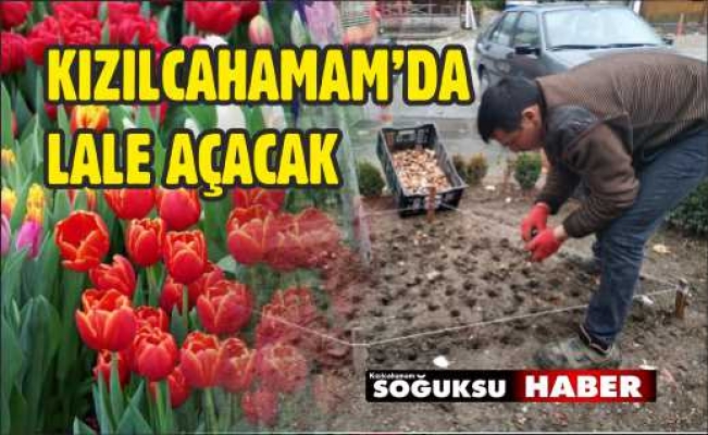 11.000 LALE SOĞANI DİKİLDİ