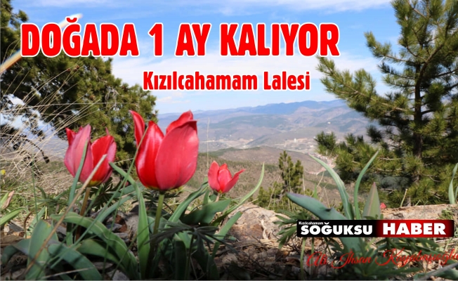 KIZILCAHAMAM LALESİ KENDİNİ GÖSTERDİ