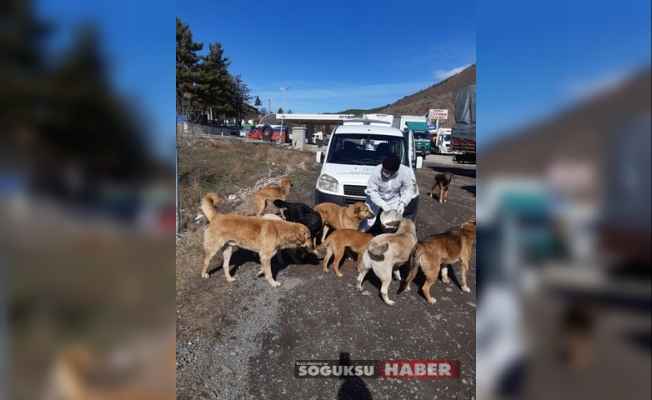 KIZILCAHAMAM BELEDİYESİ SOKAK KÖPEKLERİ İÇİN SEFERBER OLDU