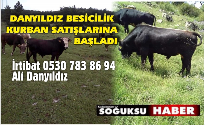 DANYILDIZ BESİCİLİK KURBAN SATIŞLARI BAŞLADI