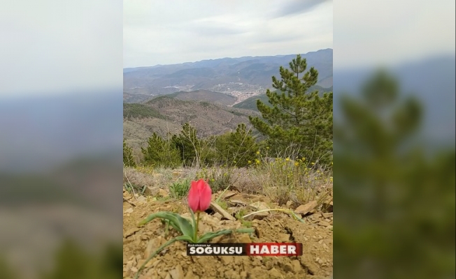 KIZILCAHAMAM'IN DAĞ LALELERİ ÇIKTI