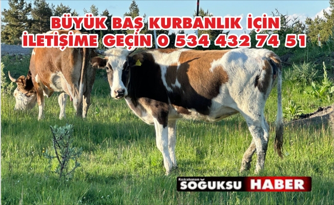 BÜYÜKBAŞ KURBAN ALMAK İSTEYEN ACELE ETSİN