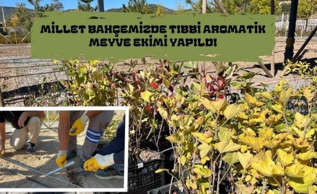 MİLLET BAHÇESİNDE AROMATİK MEYVE YETİŞECEK