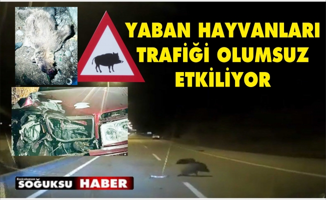 SÜRÜCÜLER DİKKAT YABAN HAYVANI ÇIKABİLİR