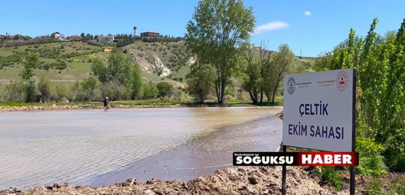 ÇELTİKÇİ PİRİNCİ YENİDEN CANLANIYOR
