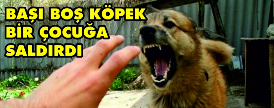 BAŞI BOŞ KÖPEK BİR ÇOCUĞA SALDIRDI