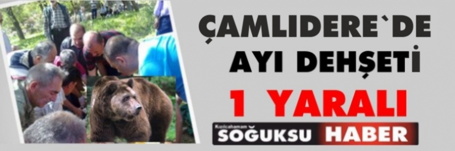 ÇAMLIDERE'DE AYI SALDIRISI