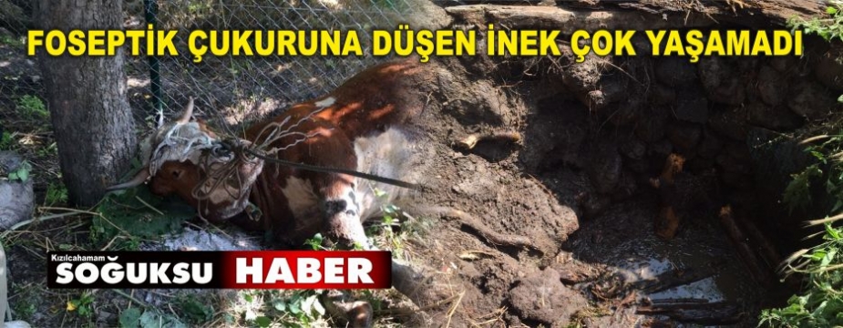 FOSEPTİK ÇUKURUNA DÜŞEN HAMİLE İNEK OLAY YERİNDE KESİLDİ