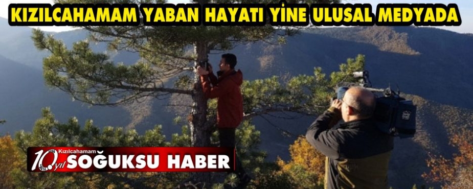 KIZILCAHAMAM YABAN HAYATI YİNE ULUSAL MEDYADA