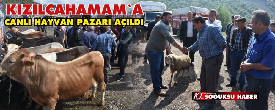  KIZILCAHAMAM’A CANLI HAYVAN PAZARI AÇILDI