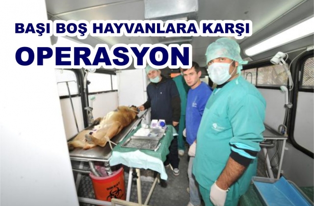 KÖPEKLER KISIRLAŞTIRILIYOR