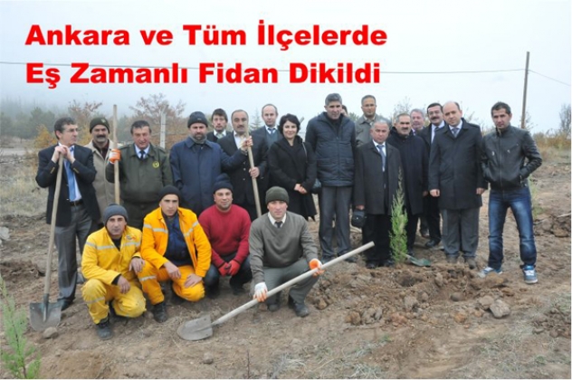 MAVİ SELVİ FİDANLARI TOPRAKLA BULUŞTU