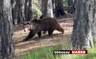 BOZ AYI BÖYLE BÖRÜNTÜLENDİ