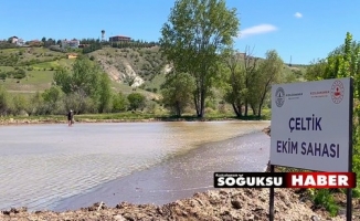 ÇELTİKÇİ PİRİNCİ YENİDEN CANLANIYOR