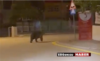 AÇ KALAN AYI ŞEHRE İNDİ