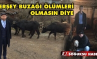 BUZAĞI KAYIPLARINA SON