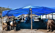 KIZILCAHAMAM'DA KURBAN PAZARI KURULDU