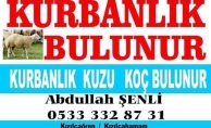 KÜÇÜK BAŞ KURBANLIKMI LAZIM