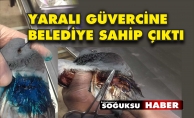 YARALI GÜVERCİN BELEDİYE TARAFINDAN TEDAVİ EDİLDİ