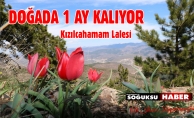 KIZILCAHAMAM LALESİ KENDİNİ GÖSTERDİ