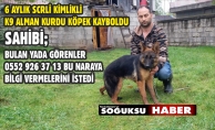 KURT KÖPEĞİ KAYBOLDU