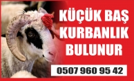 KÜÇÜK BAŞ KURBANLIK BULUNUR