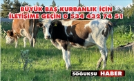 BÜYÜKBAŞ KURBAN ALMAK İSTEYEN ACELE ETSİN