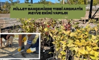 MİLLET BAHÇESİNDE AROMATİK MEYVE YETİŞECEK