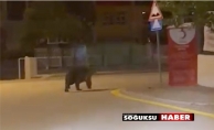 AÇ KALAN AYI ŞEHRE İNDİ