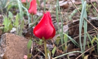 KIZILCAHAMAM DAĞ LALESİ GÖRÜCÜYE ÇIKTI