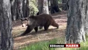 BOZ AYI BÖYLE BÖRÜNTÜLENDİ