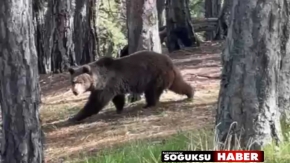 BOZ AYI BÖYLE BÖRÜNTÜLENDİ