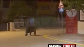 AYI ŞEHRE İNDİ