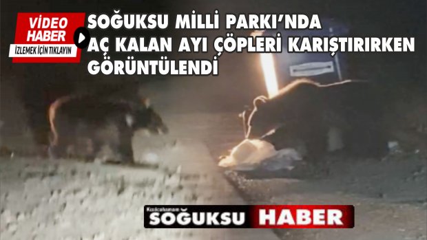 SOĞUKSU MİLLİ PARKINA İNEN AYILAR ÇÖPLERİ KARIŞTIRIYOR