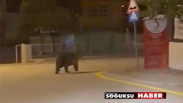 AYI ŞEHRE İNDİ